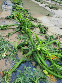 Kematen: Schaden an Zucchini (Bild: Österr. Hagelversicherung)