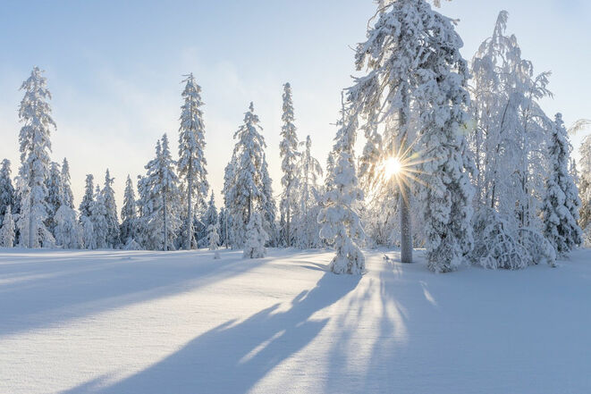 Winterwald (Bild: Sanna auf Pixabay)